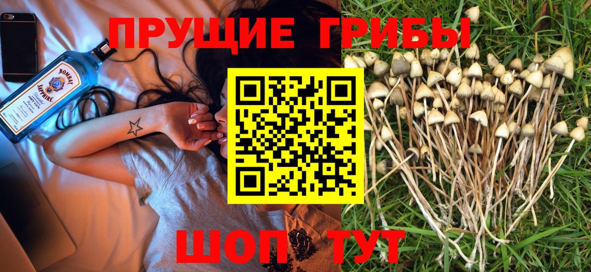 Псилоцибиновые грибы GOLDEN TEACHER Новодвинск